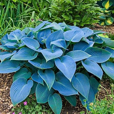 hosta library|hosta varieties list with pictures.